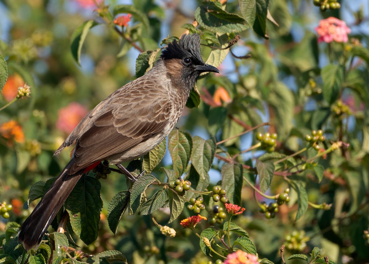 Red-vented Bulbul - ML623320484