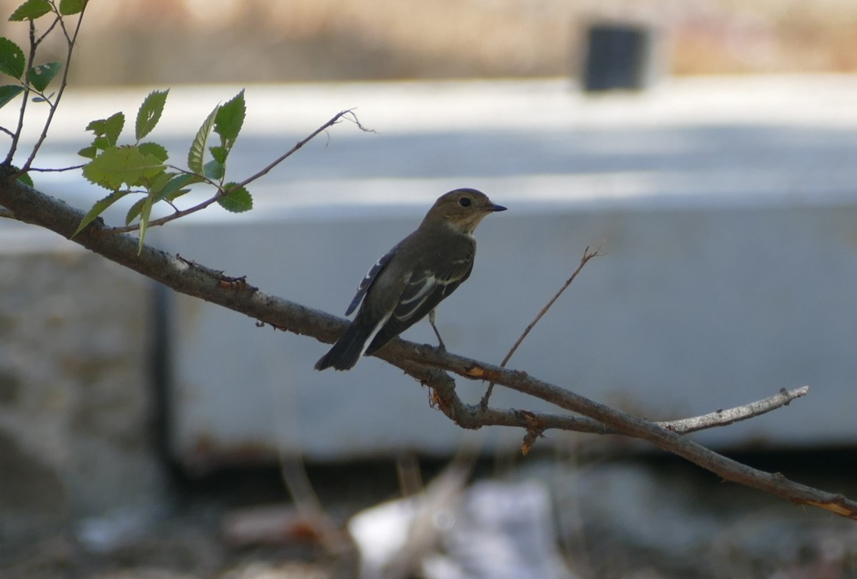 European Pied Flycatcher - Sara Navarro