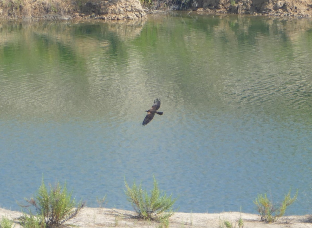 Western Marsh Harrier - Sara Navarro