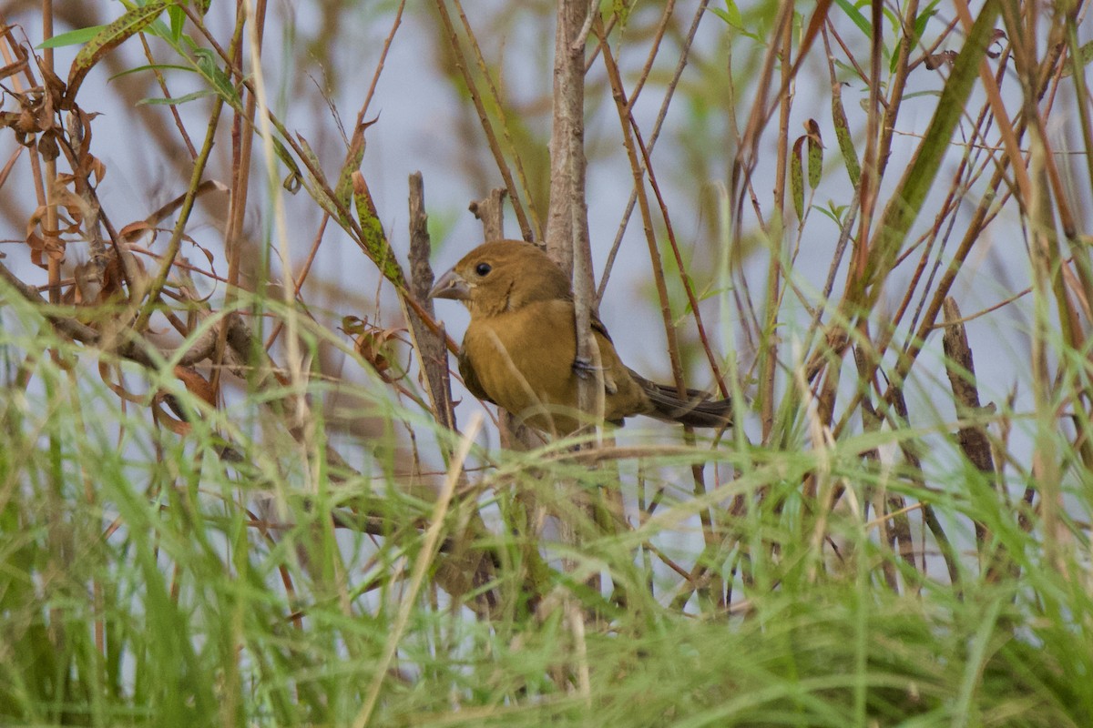 Blue Grosbeak - ML623320605