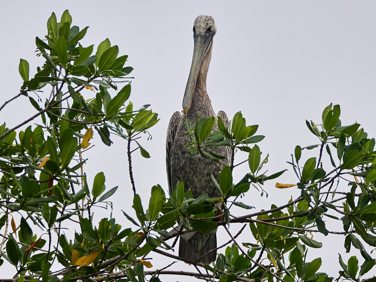 Brown Pelican - ML623320616