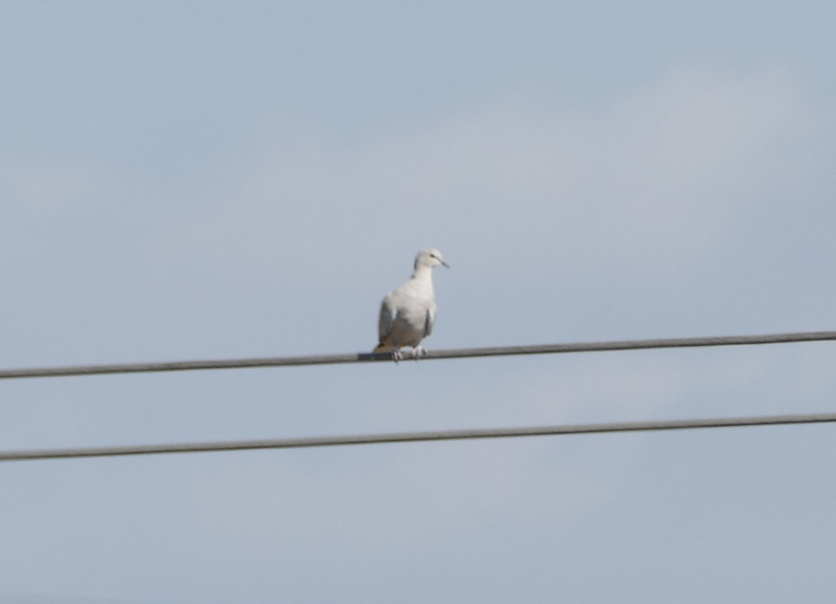 Eurasian Collared-Dove - ML623320618