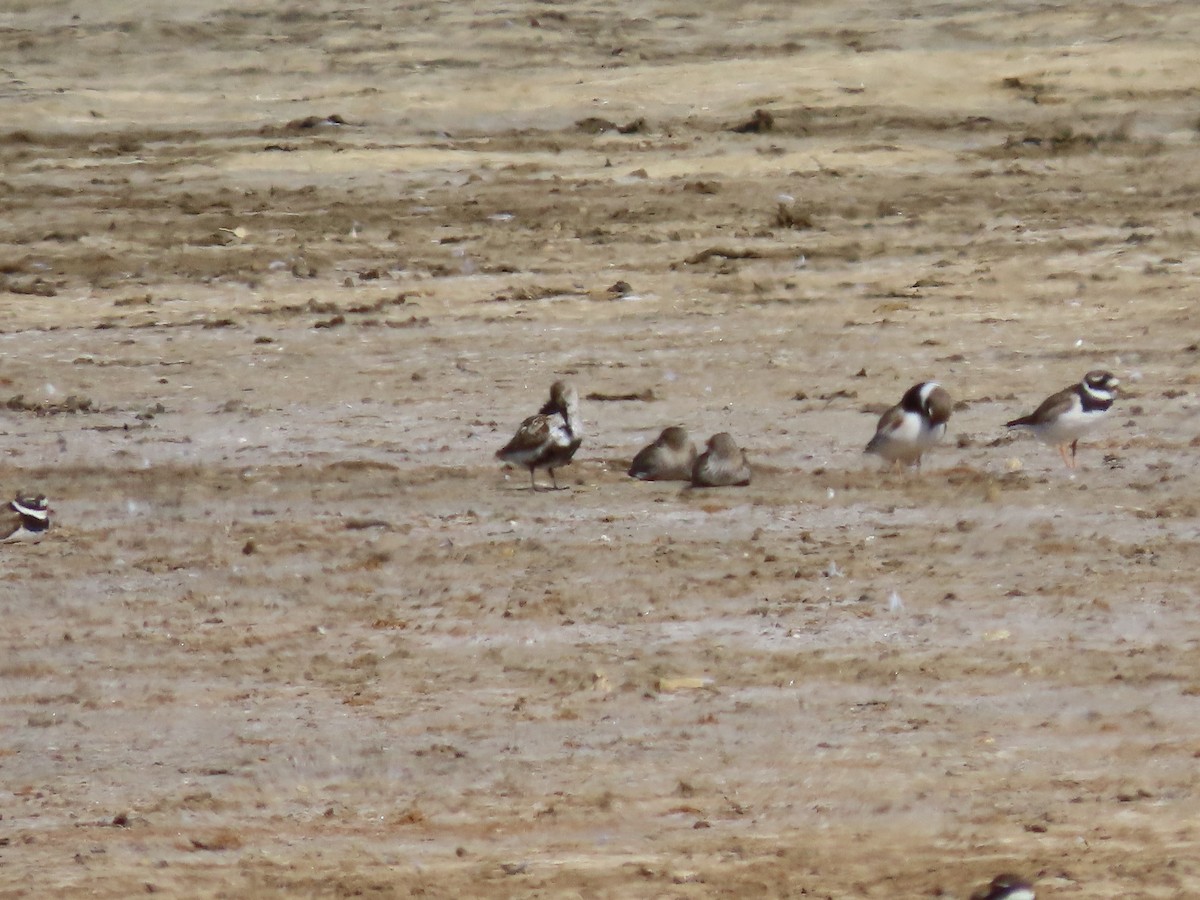 Dunlin - ML623320634