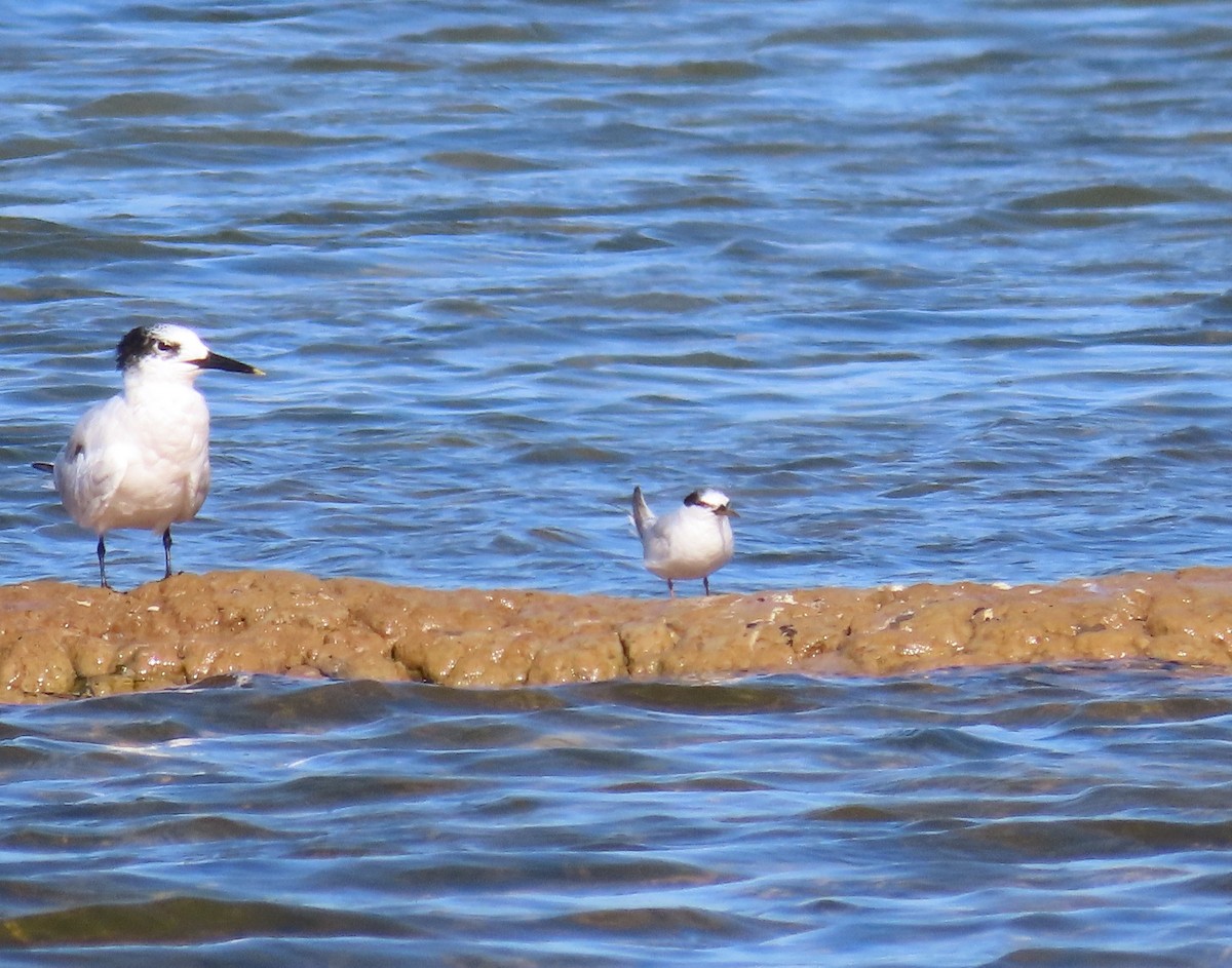 Little Tern - ML623320646