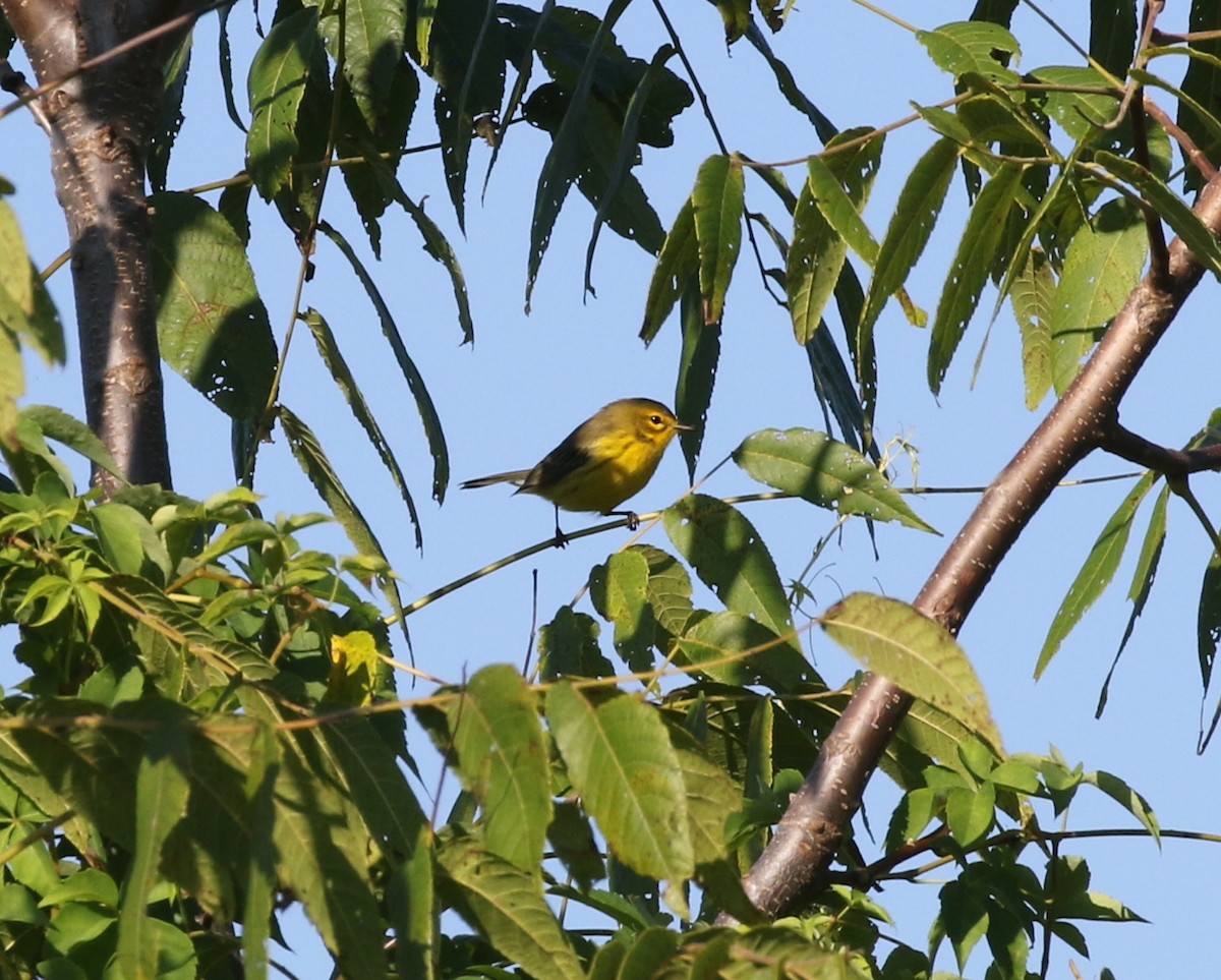 Prairie Warbler - ML623320675