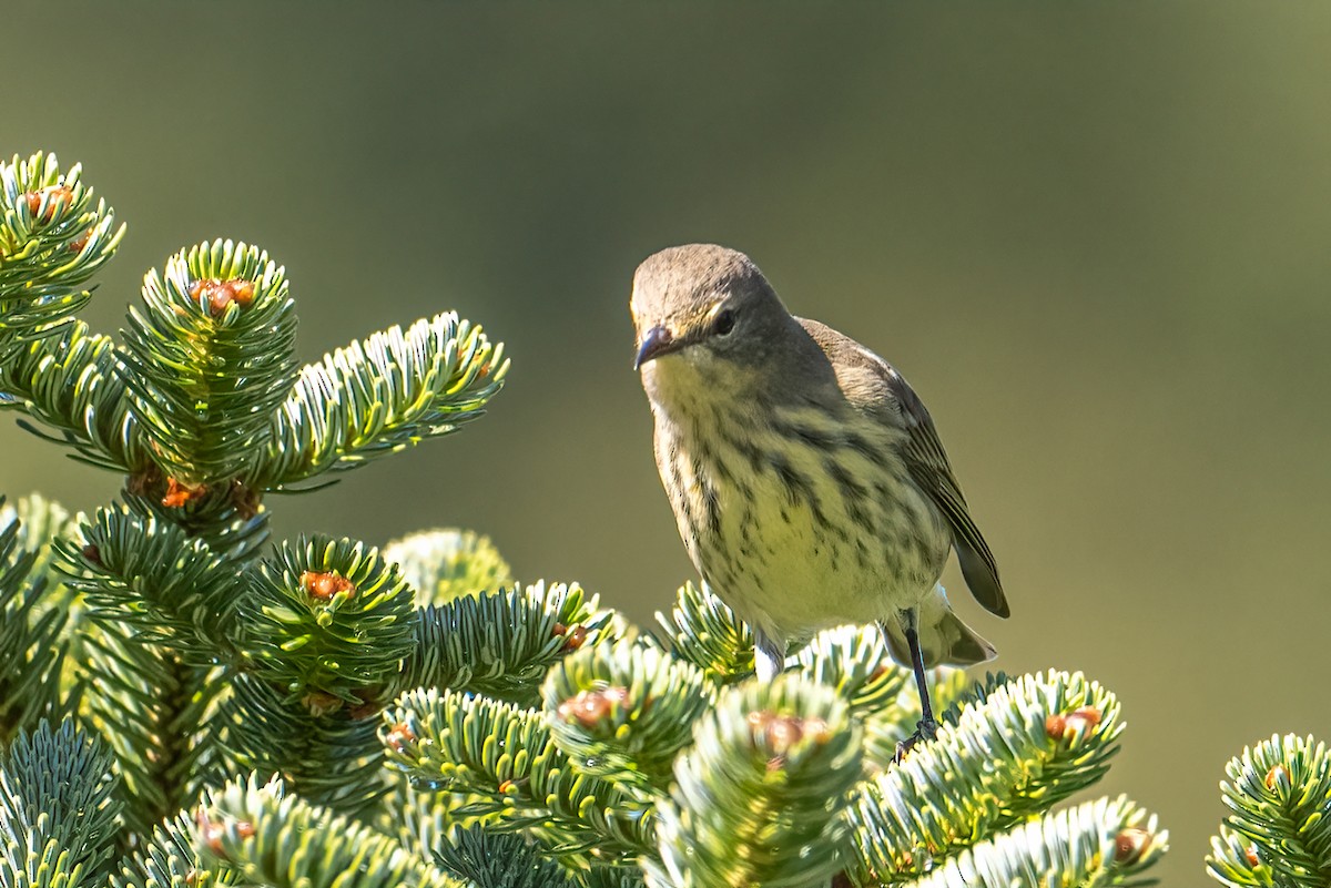 Cape May Warbler - ML623320721