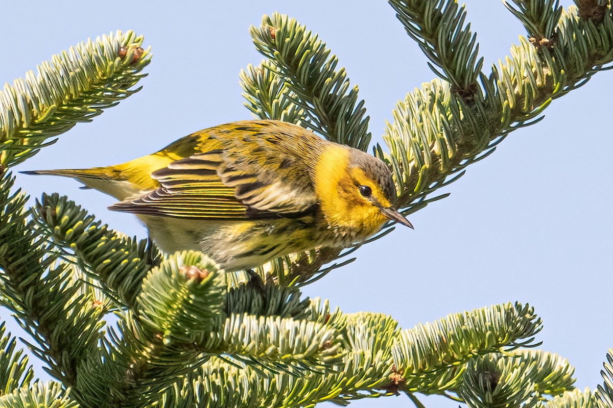 Cape May Warbler - ML623320722