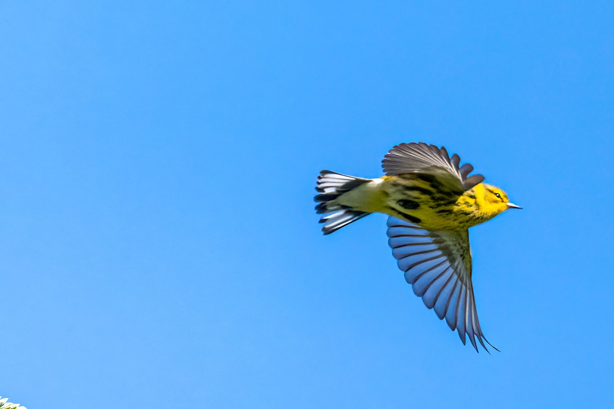 Cape May Warbler - ML623320723