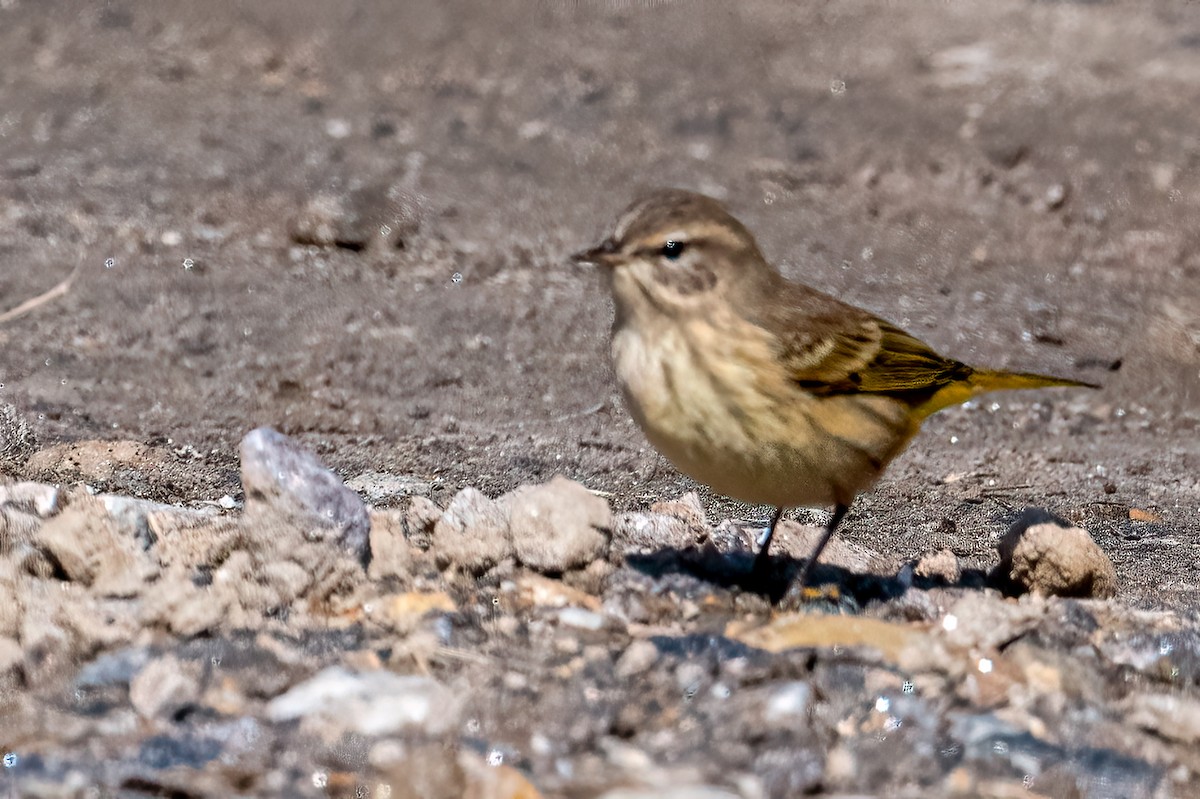 Palm Warbler - ML623320733