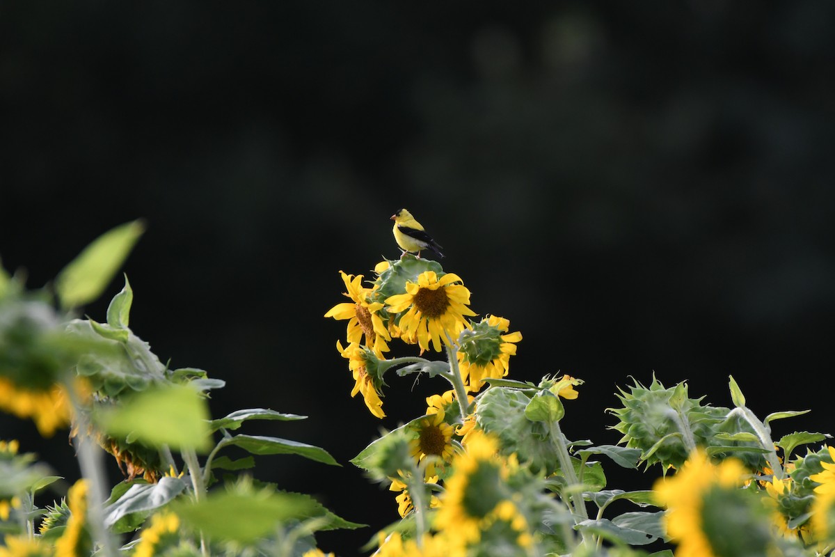 American Goldfinch - ML623320749