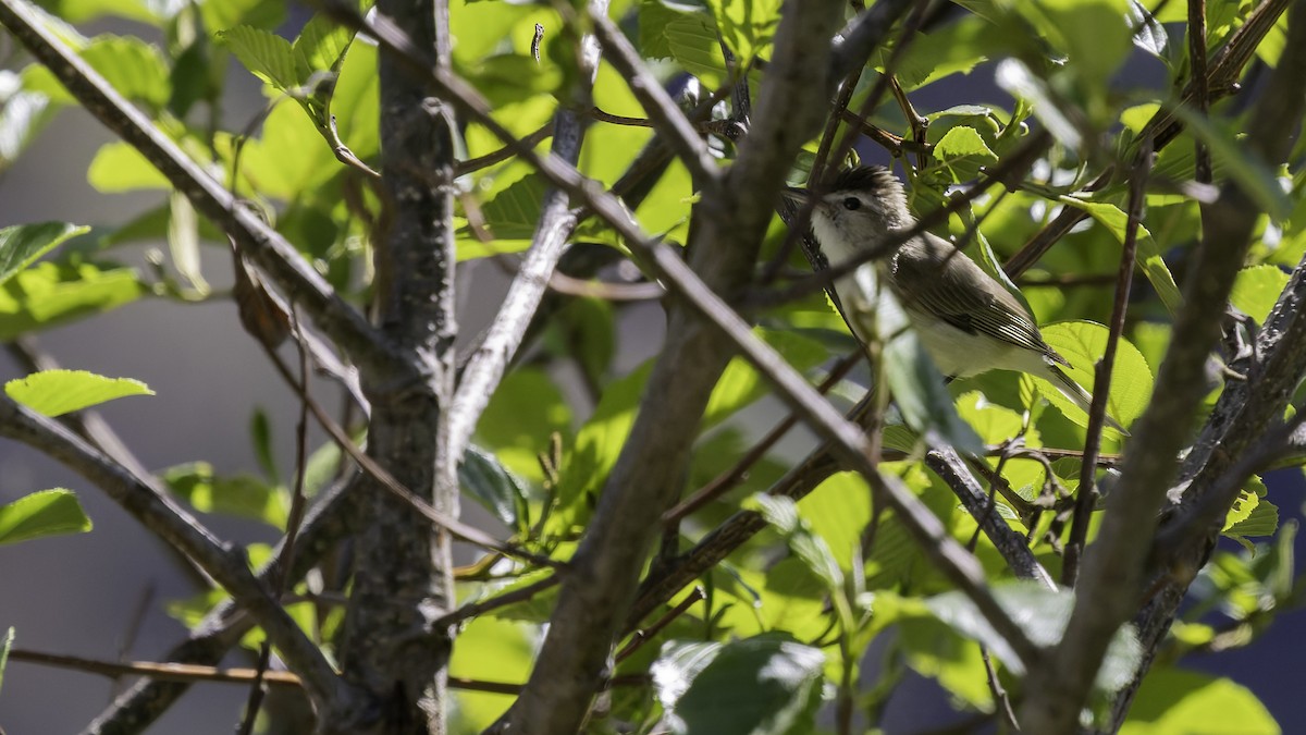 Brown-capped Vireo - ML623320754