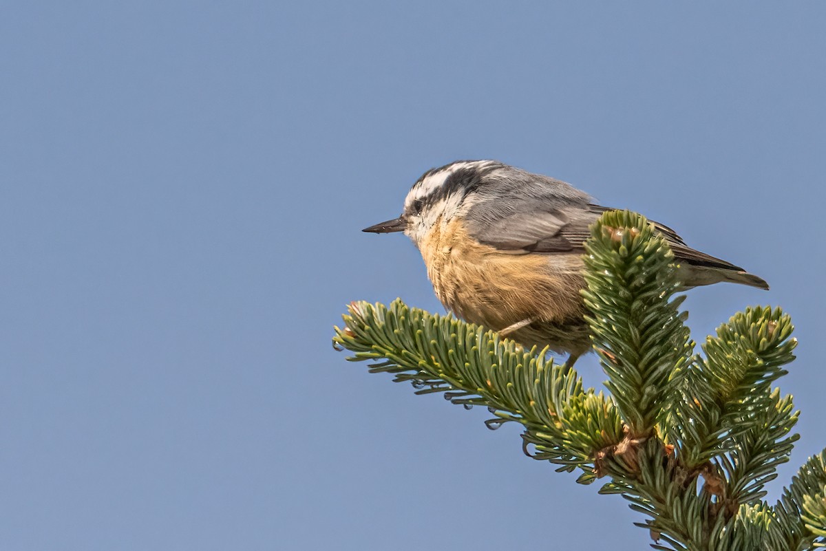 Red-breasted Nuthatch - ML623320758