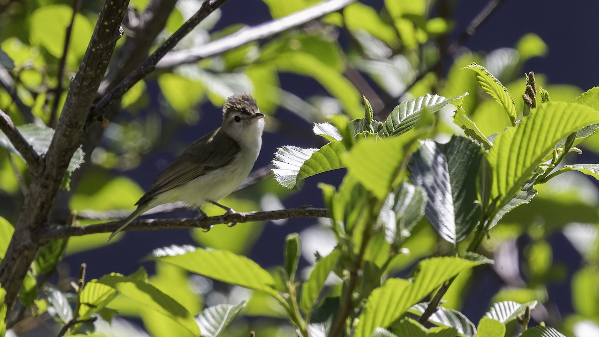 Brown-capped Vireo - ML623320760