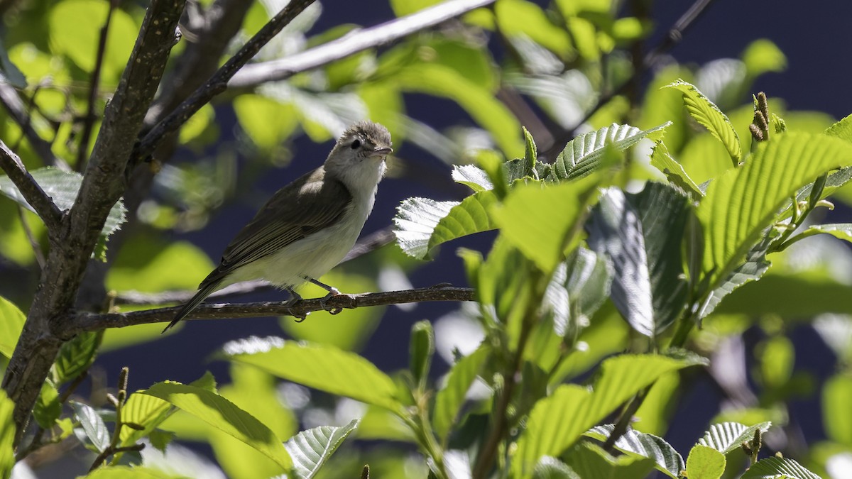 Brown-capped Vireo - ML623320763