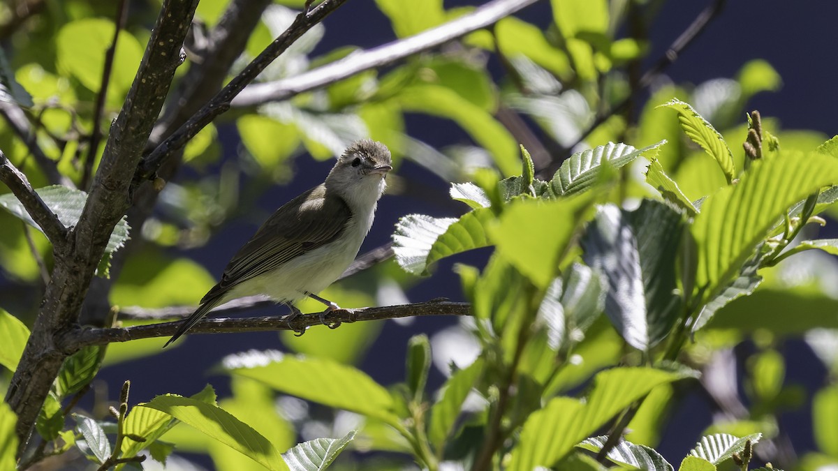 Brown-capped Vireo - ML623320768