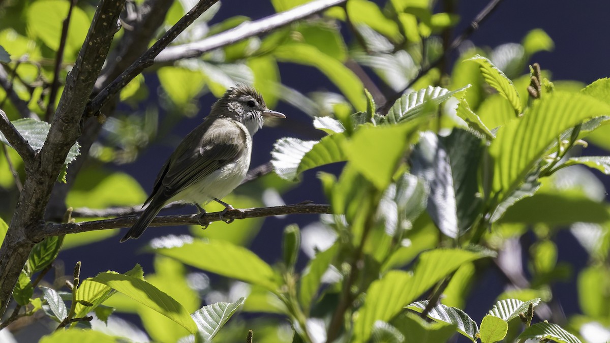 Brown-capped Vireo - ML623320773