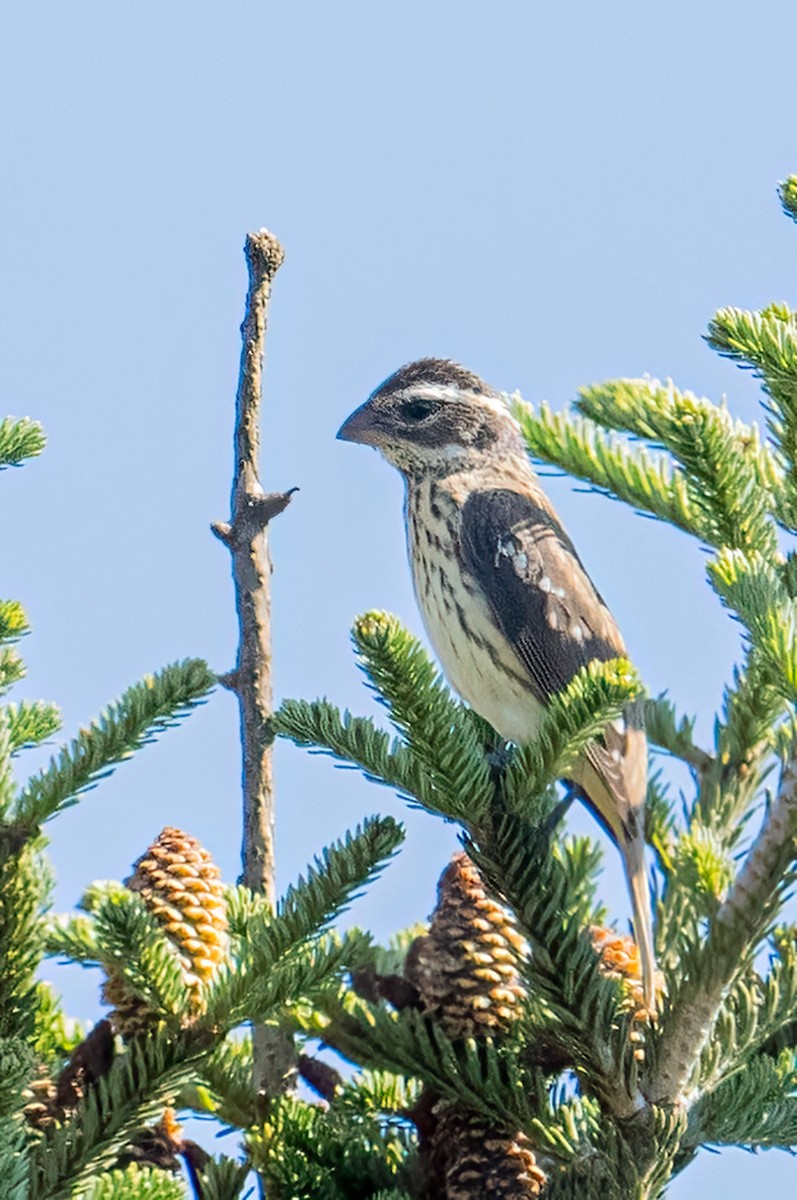 Rose-breasted Grosbeak - ML623320783