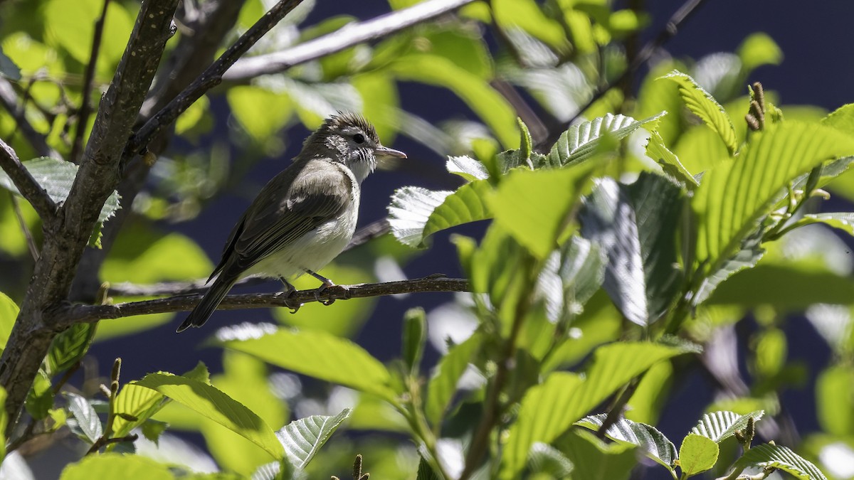 Brown-capped Vireo - Robert Tizard