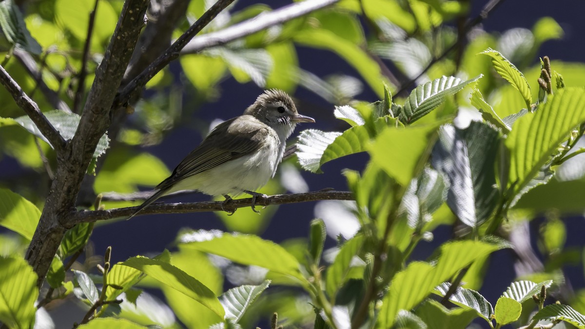 Brown-capped Vireo - Robert Tizard