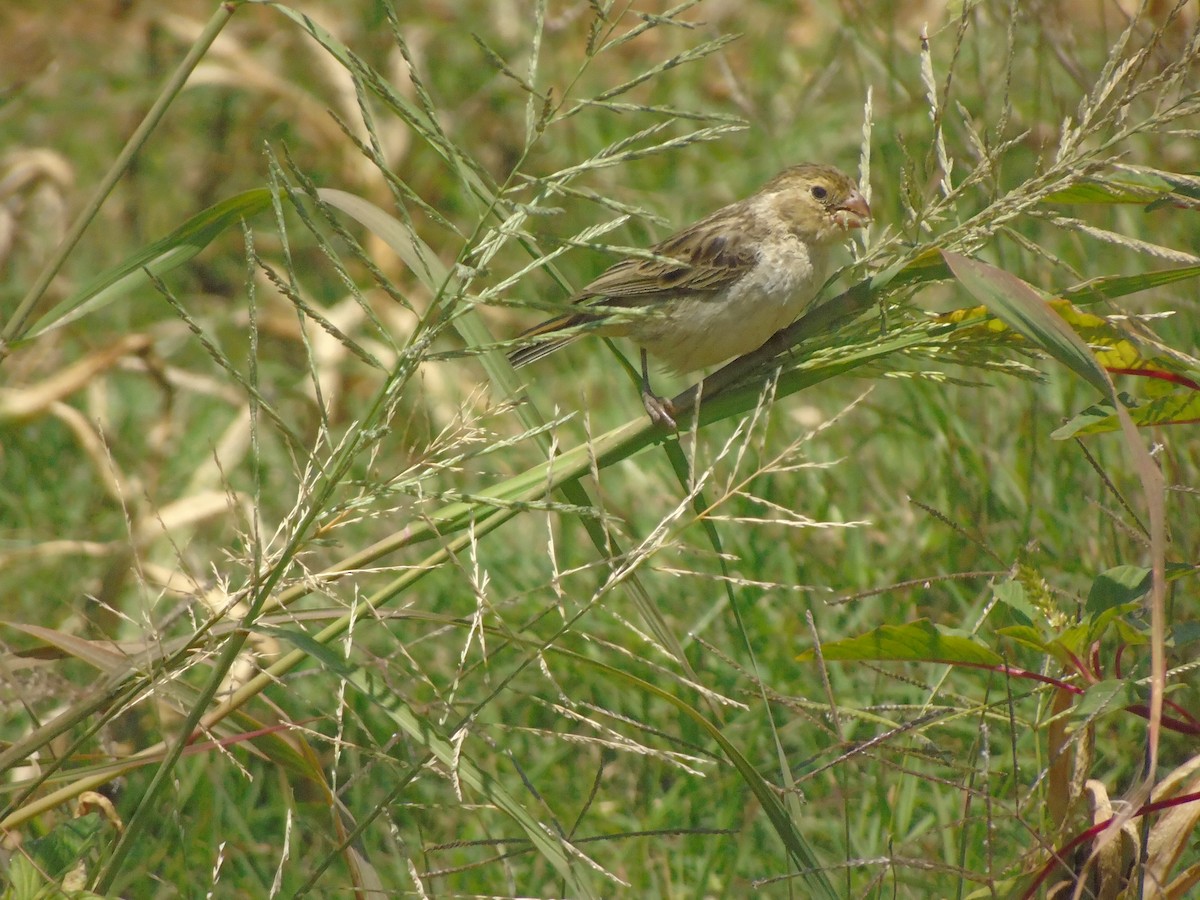 Chestnut-throated Seedeater - ML623320844