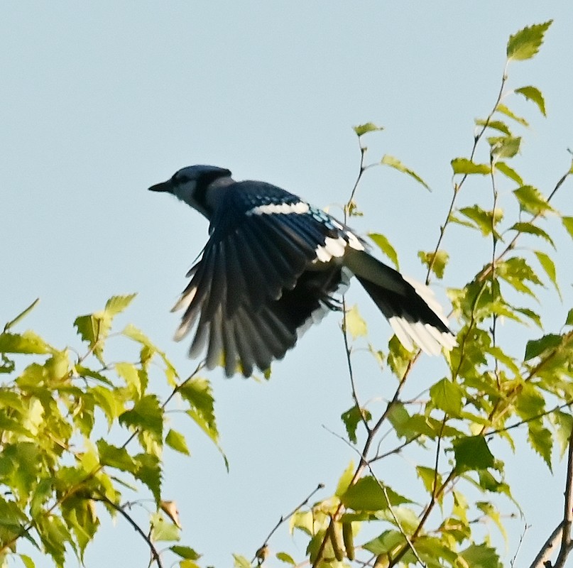 Blue Jay - ML623320864