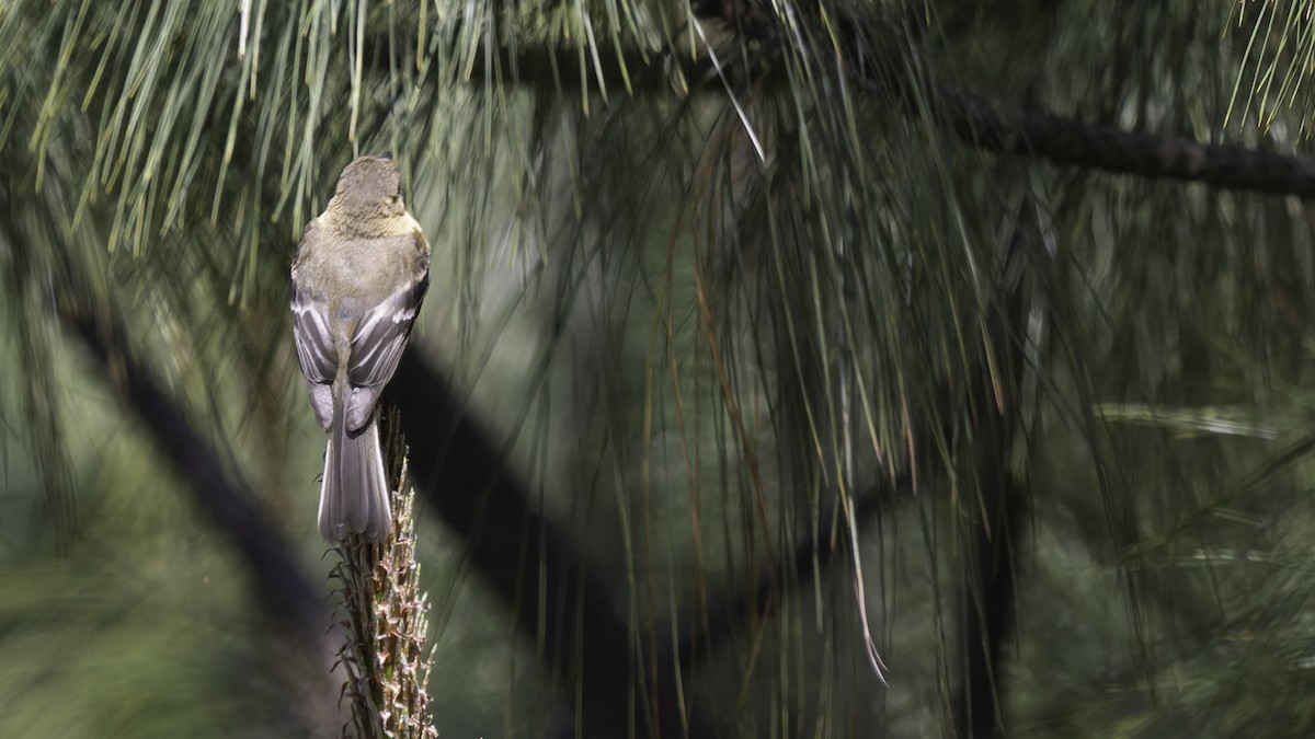 Buff-breasted Flycatcher - ML623320870