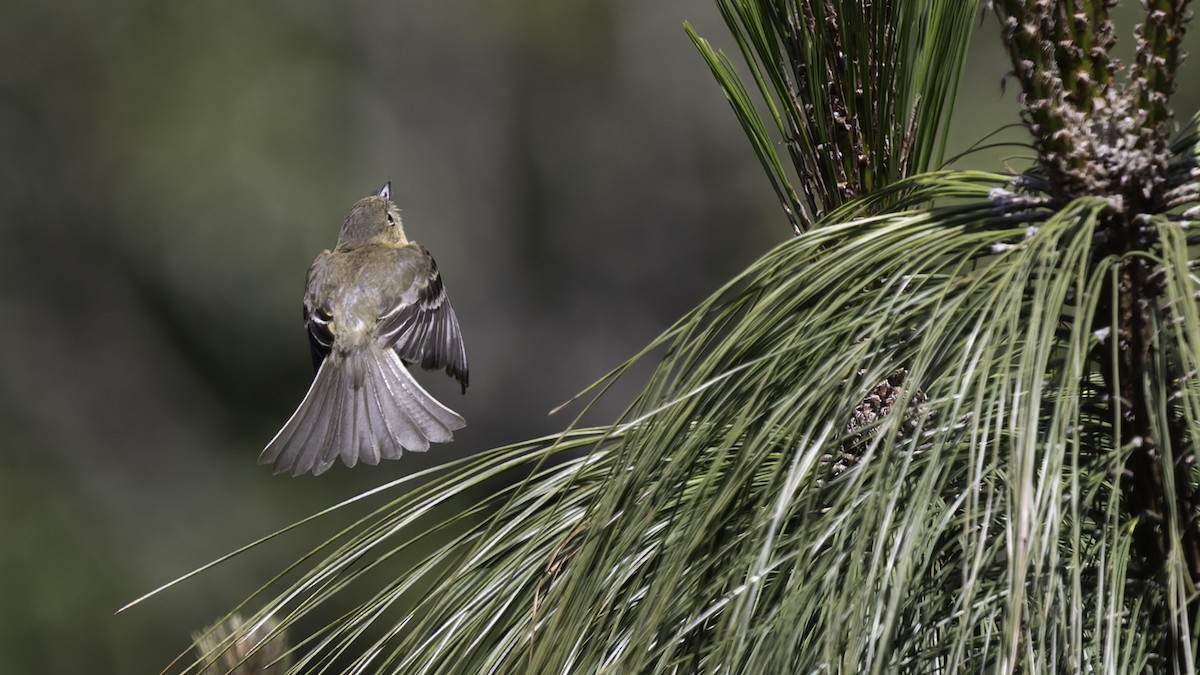 Buff-breasted Flycatcher - ML623320874