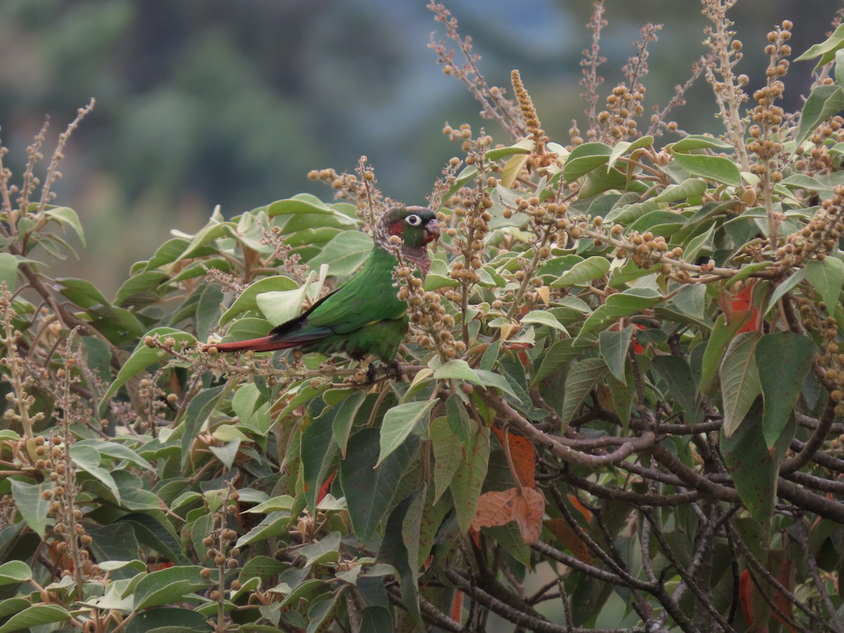 Brown-breasted Parakeet - ML623320879