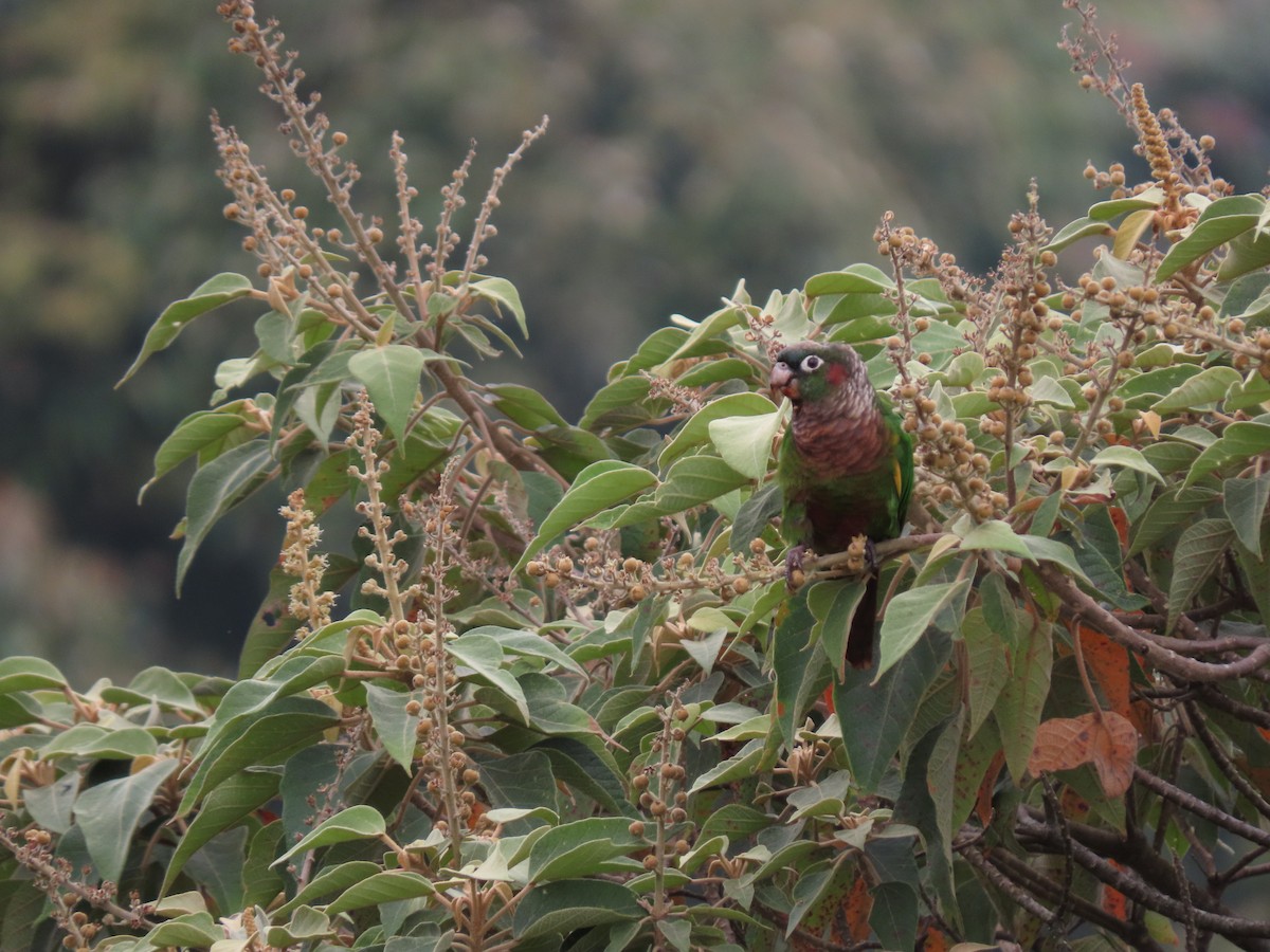 Brown-breasted Parakeet - ML623320880