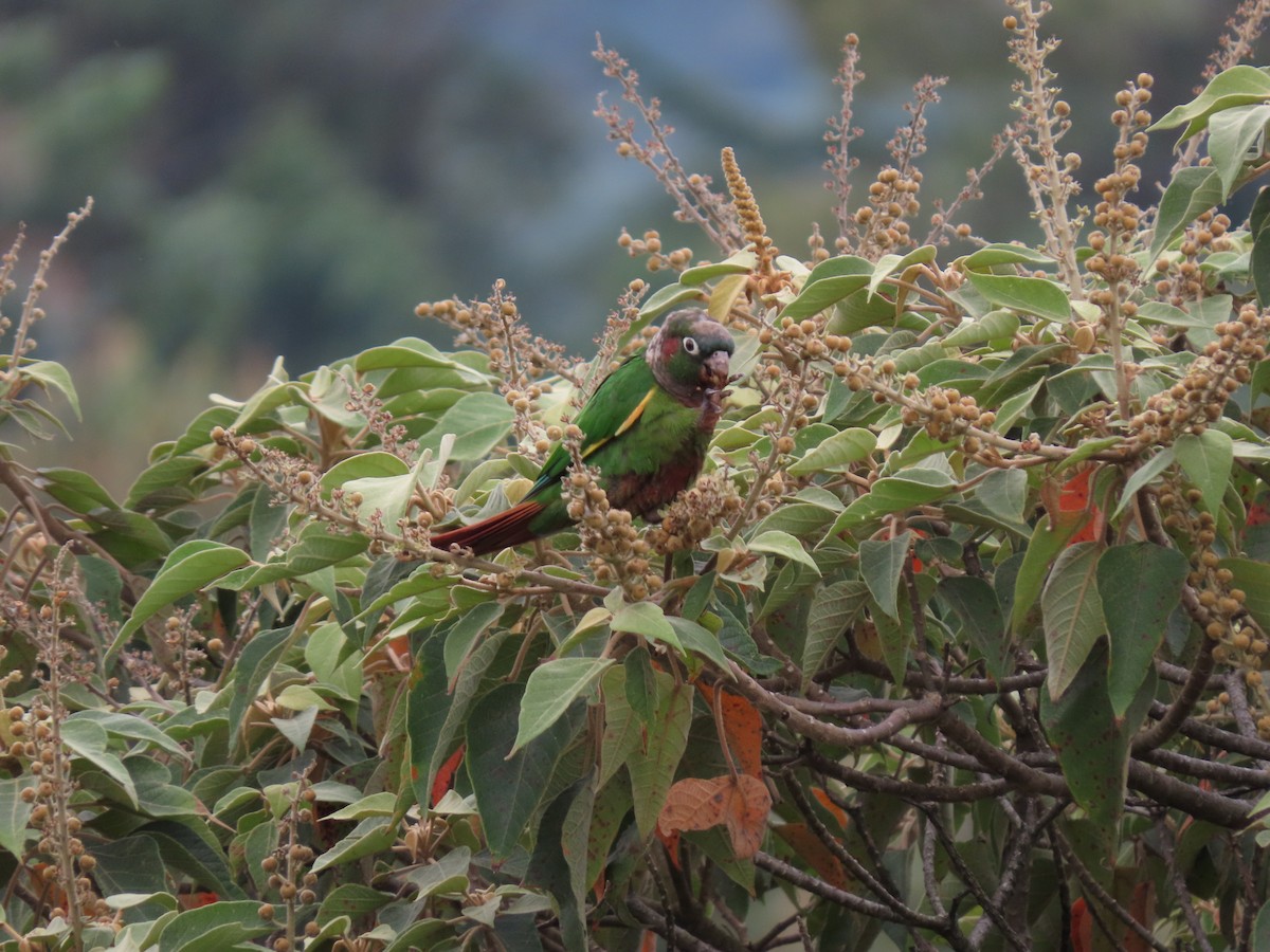 Brown-breasted Parakeet - ML623320881