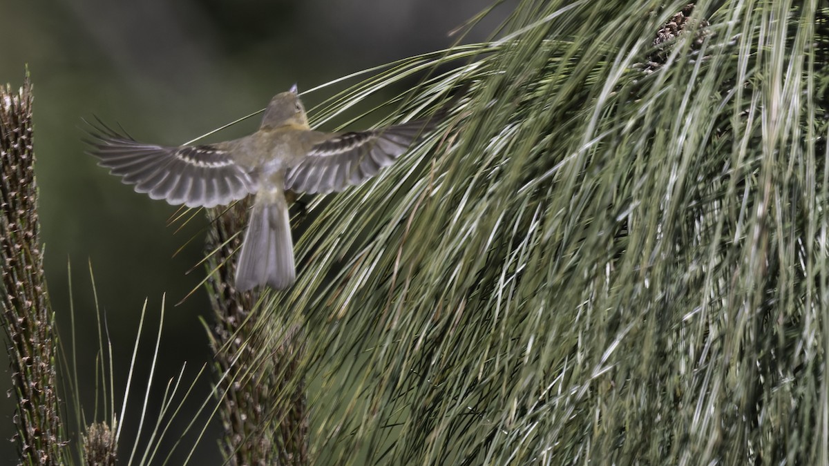 Buff-breasted Flycatcher - ML623320883