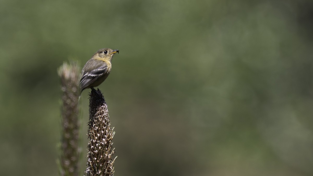 Buff-breasted Flycatcher - ML623320897