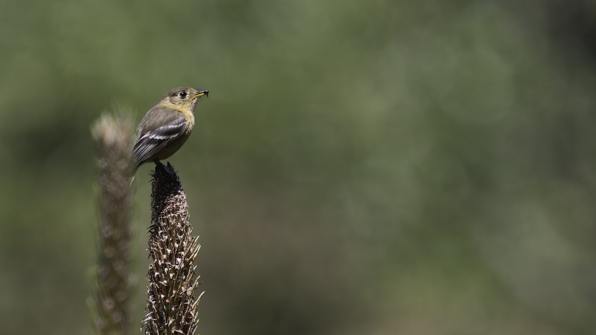 Buff-breasted Flycatcher - ML623320904