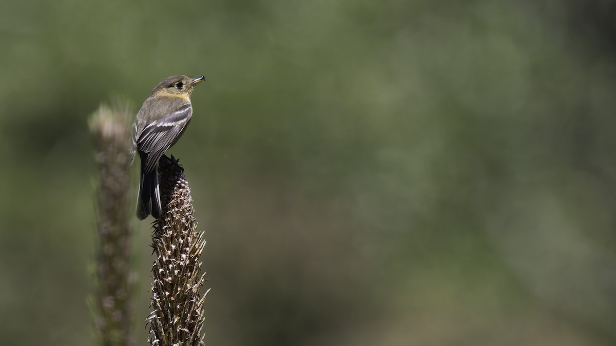 Buff-breasted Flycatcher - ML623320908