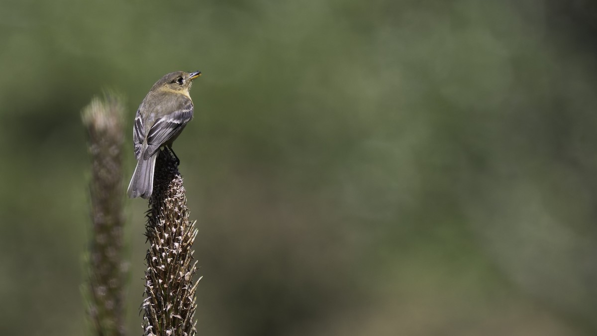 Buff-breasted Flycatcher - ML623320916