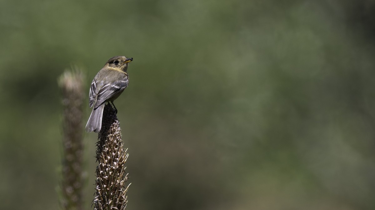 Buff-breasted Flycatcher - ML623320921