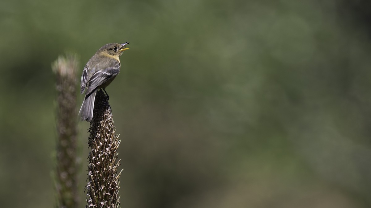 Buff-breasted Flycatcher - ML623320924