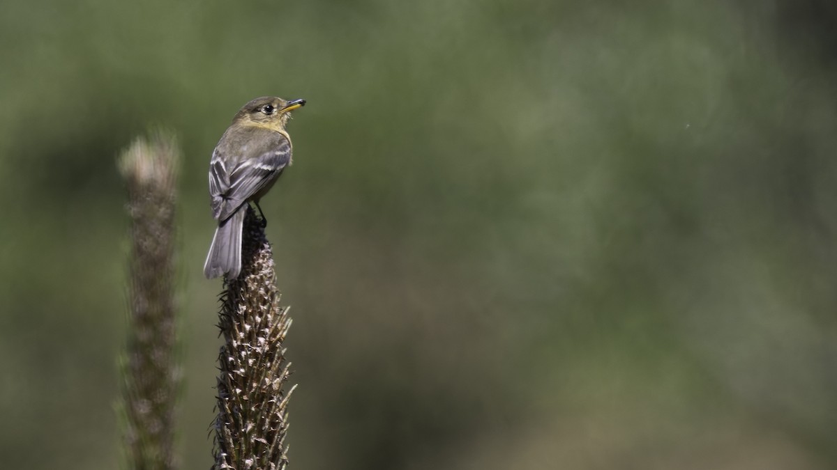 Buff-breasted Flycatcher - ML623320932