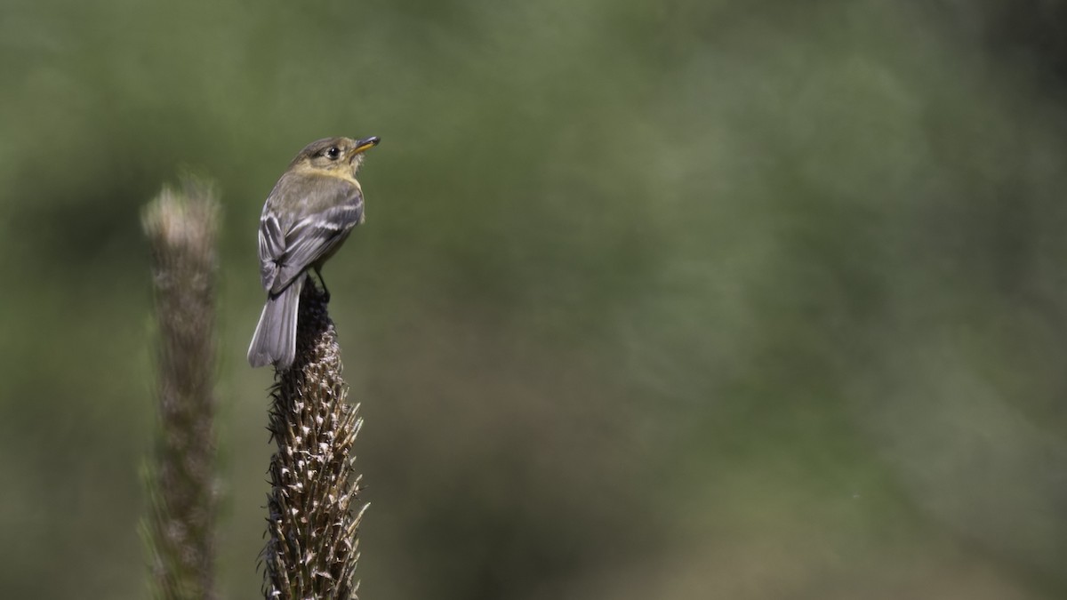 Buff-breasted Flycatcher - ML623320940