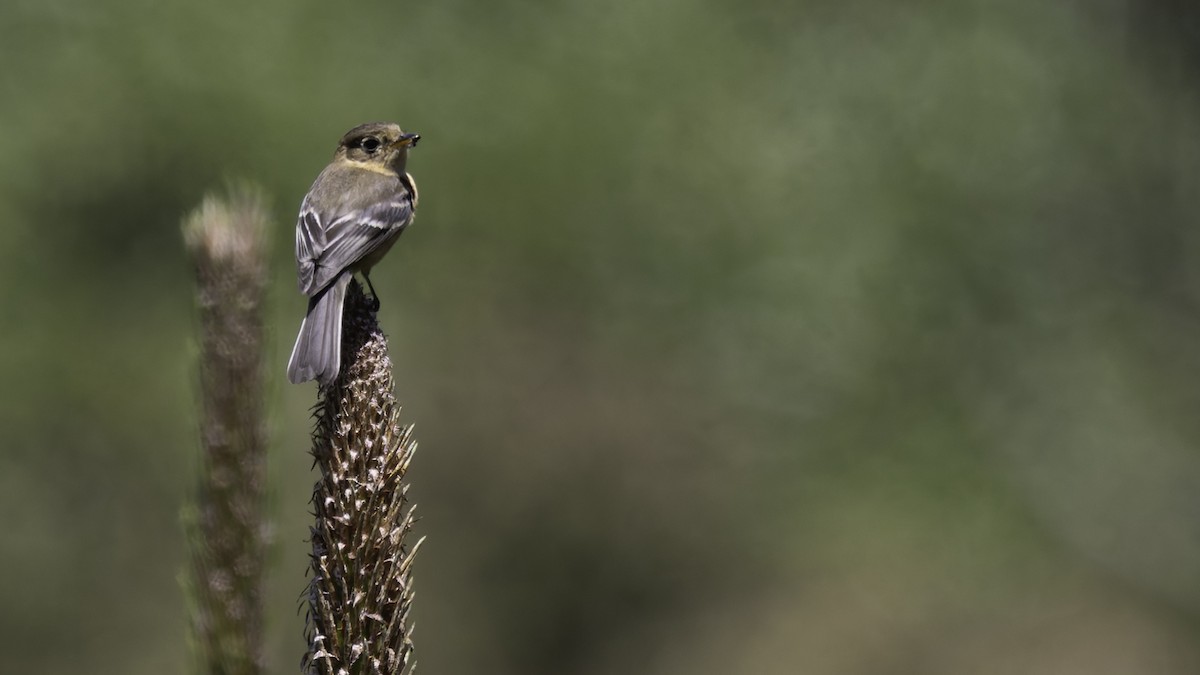 Buff-breasted Flycatcher - ML623320943