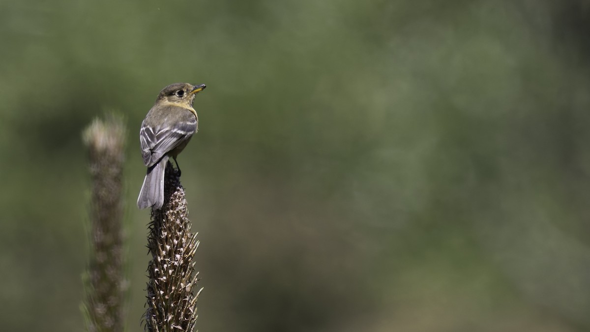 Buff-breasted Flycatcher - Robert Tizard