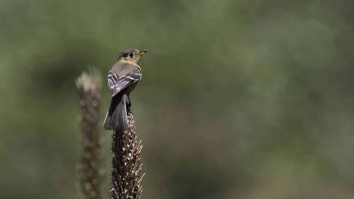 Buff-breasted Flycatcher - ML623320951