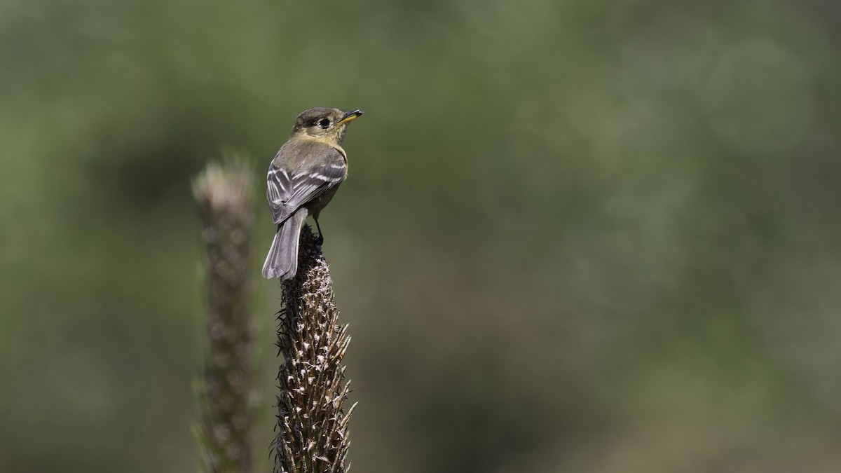 Buff-breasted Flycatcher - ML623320975