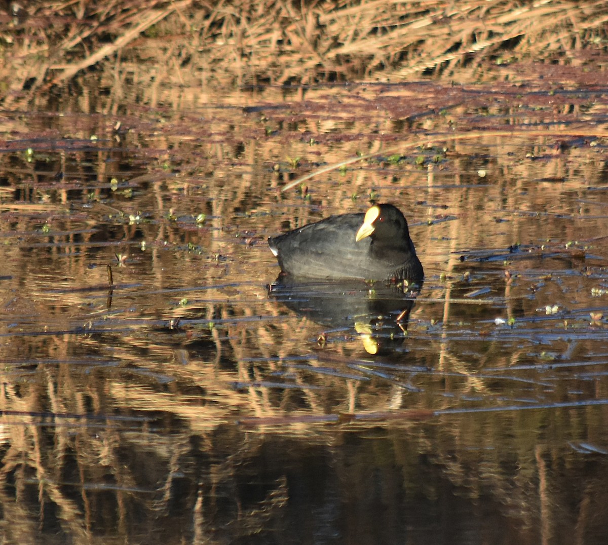 White-winged Coot - ML623320978