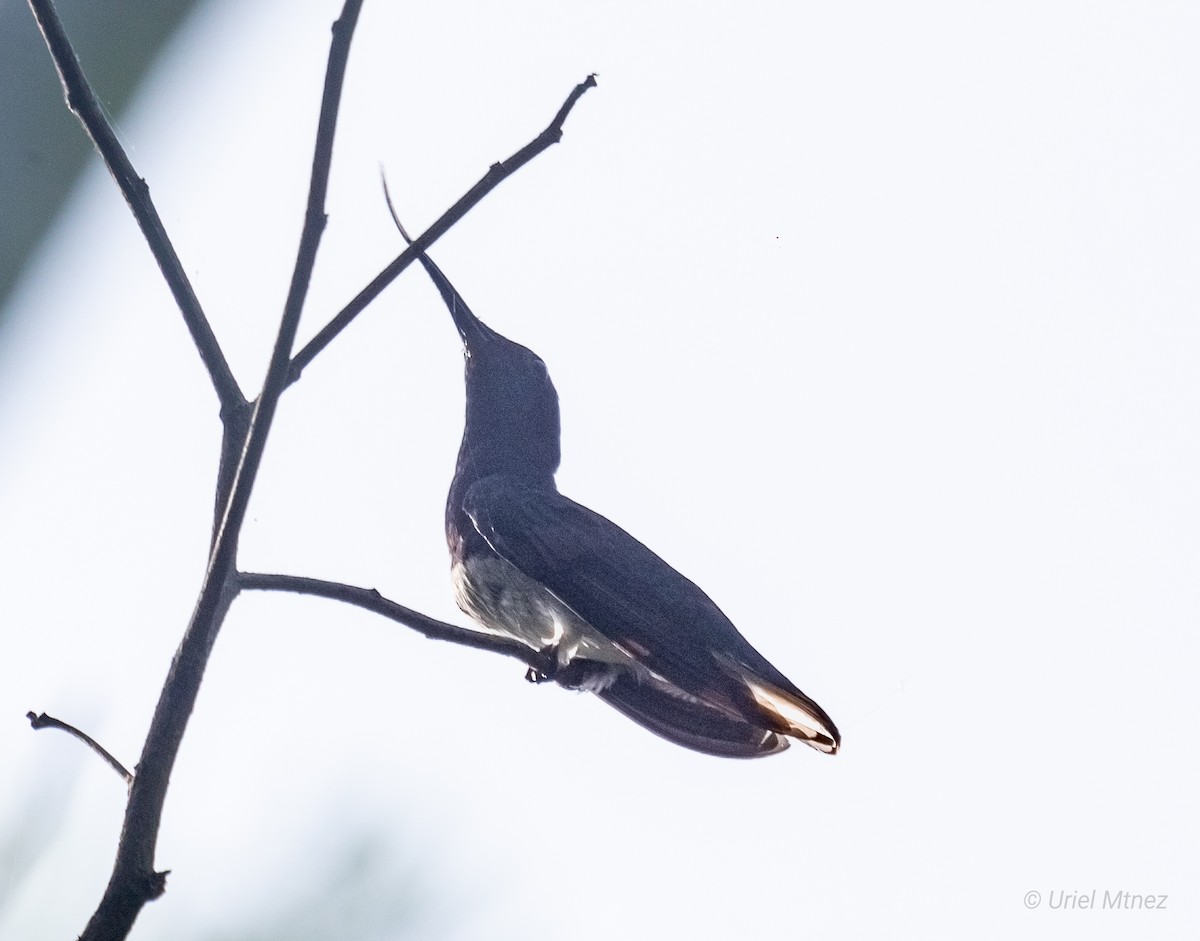 White-necked Jacobin - ML623320995