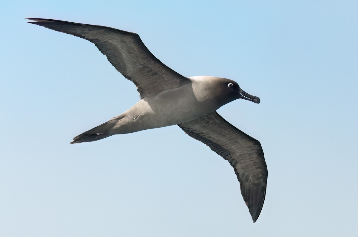 Light-mantled Albatross - ML623321045