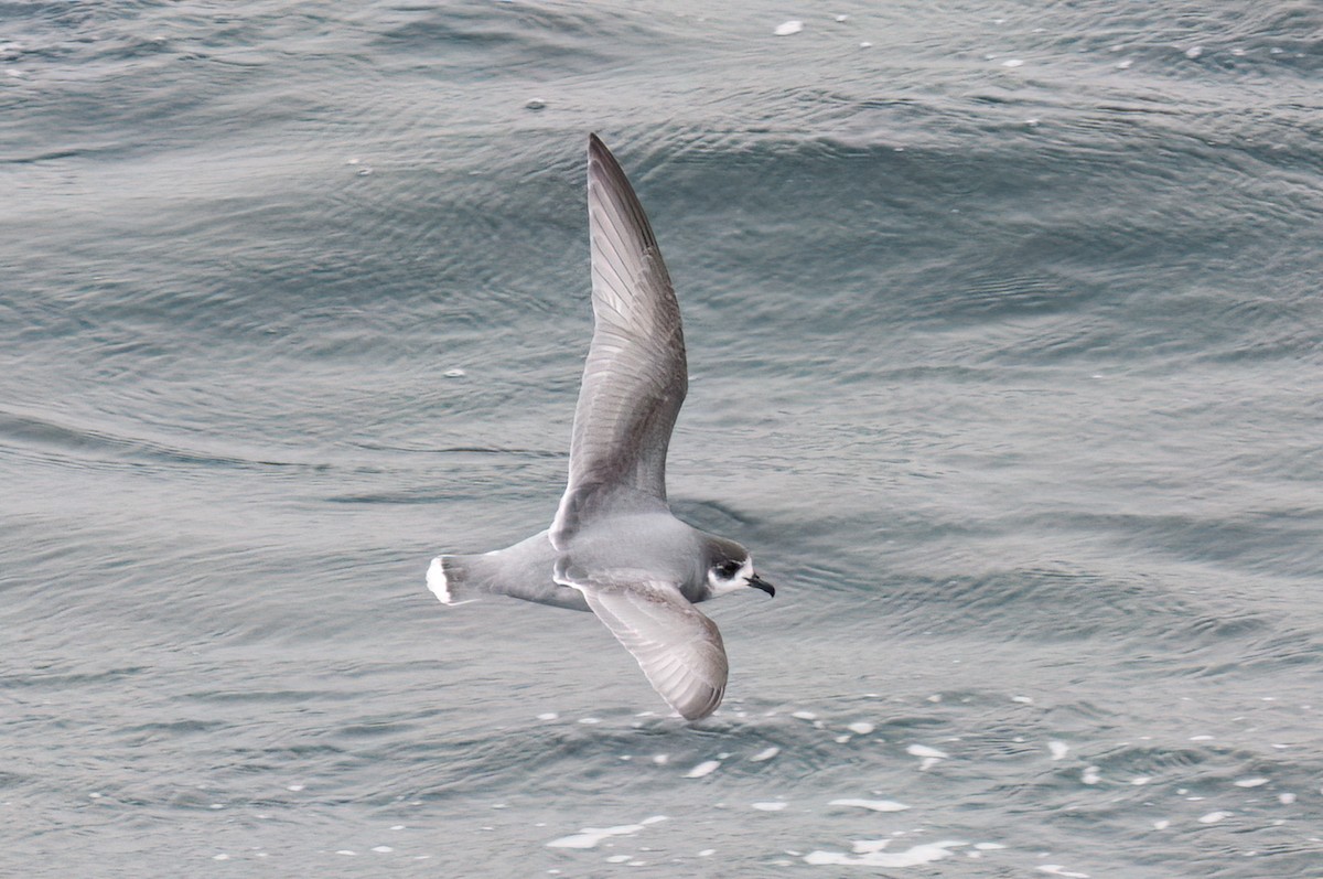 Blue Petrel - ML623321054