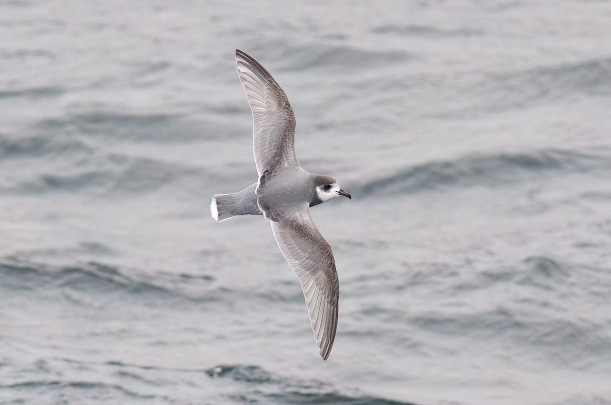 Blue Petrel - ML623321056