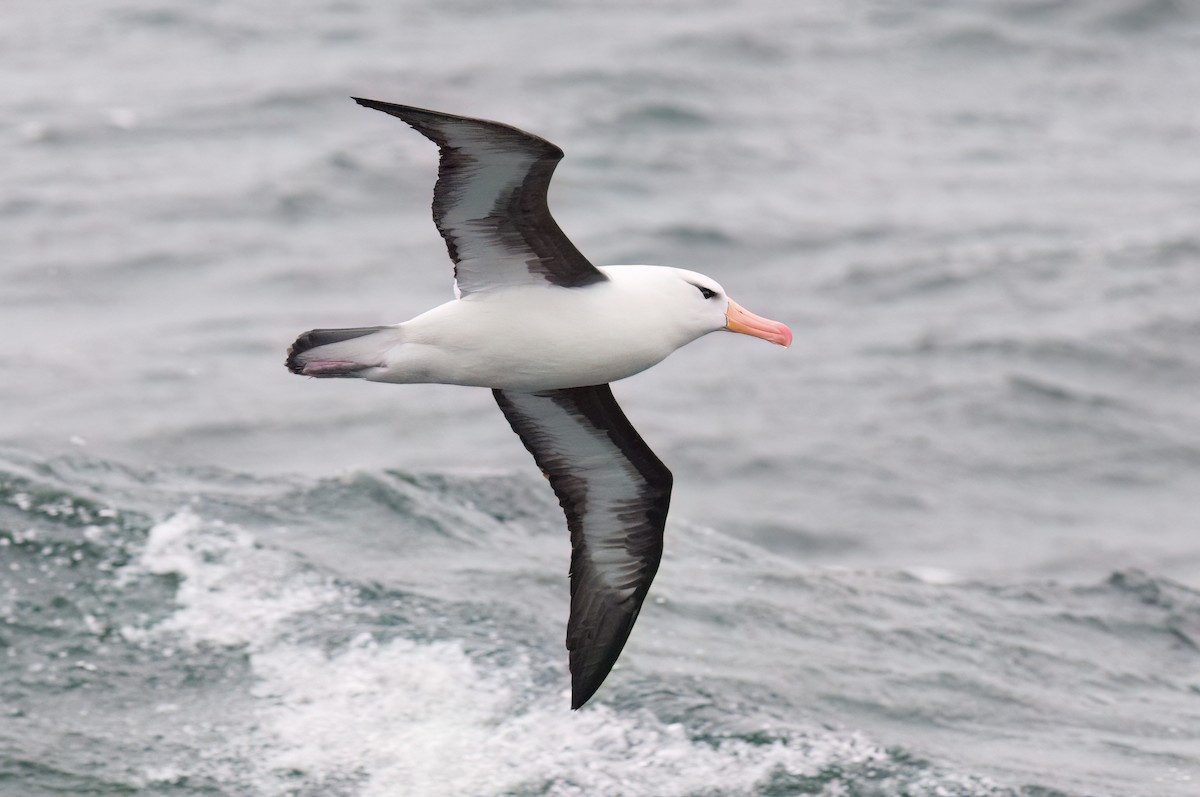 Albatros bekainduna - ML623321063