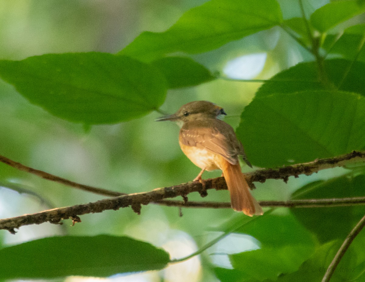 Tropical Royal Flycatcher - ML623321064